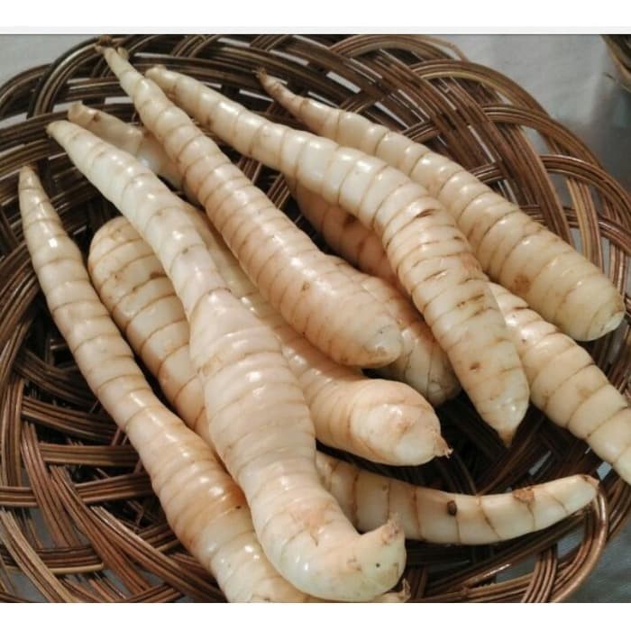 

UMBI GARUT 1KG KONDISI SEGAR