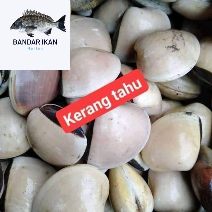 

Kerang Tahu Hidup Segar Fresh Dan Berkualitas