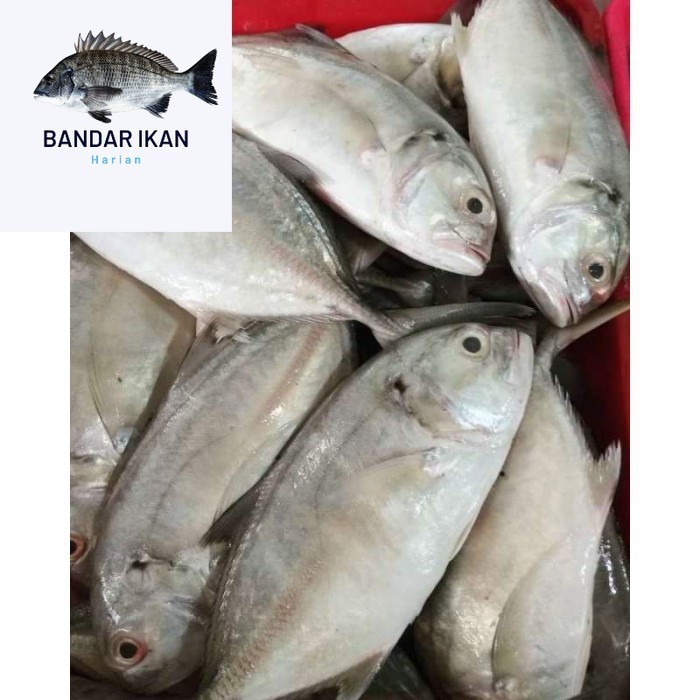 

Ikan Kuwe Tengkek Segar Fresh Dan Berkualitas