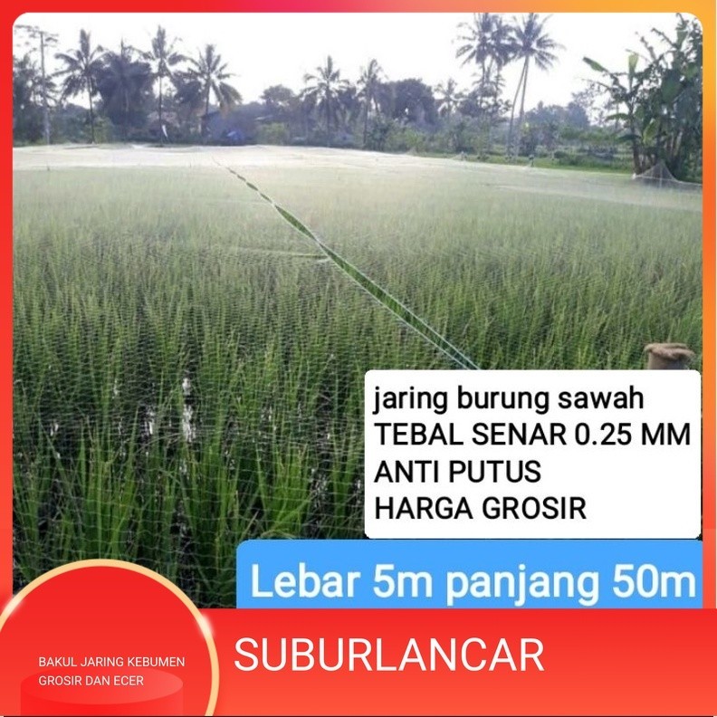 Jaring burung sawah tebal senar 0.25 di jamin senar anti putus jaring pipit sawah jaring padi jaring