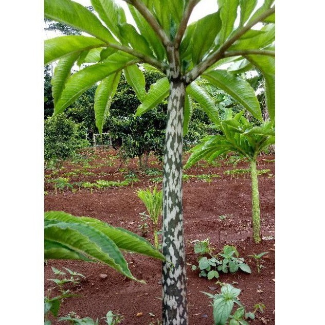 

BIBIT PORANG BLACK KONJAC | PORANG HITAM | BERKUALITAS