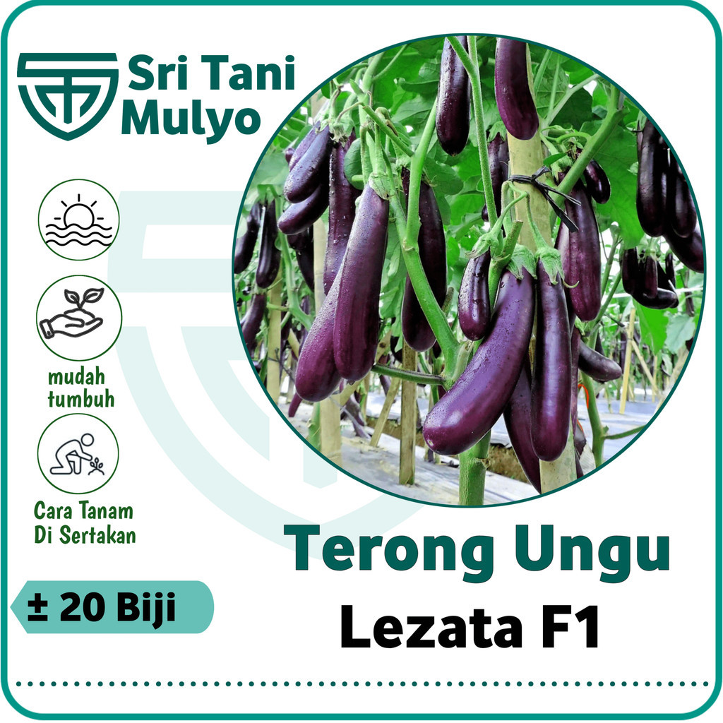 20 Biji - Benih Terong Ungu LEZATA F1 Cap Panah Merah - Bibit Sayuran - Benih Sayuran Paket Lengkap 