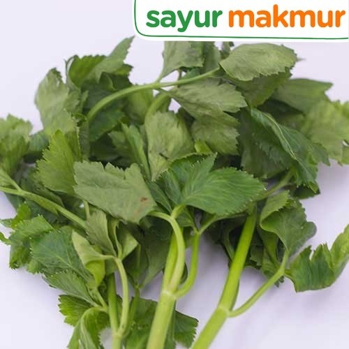 

Daun Seledri Konvensional 100 gram Sayurmakmur