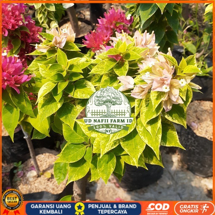 TANAMAN HIAS BOUGENVILLE 2-3 WARNA BATANG BESAR SUDAH BERBUNGA CANTIK Bibit Tanaman Super Unggul UD 