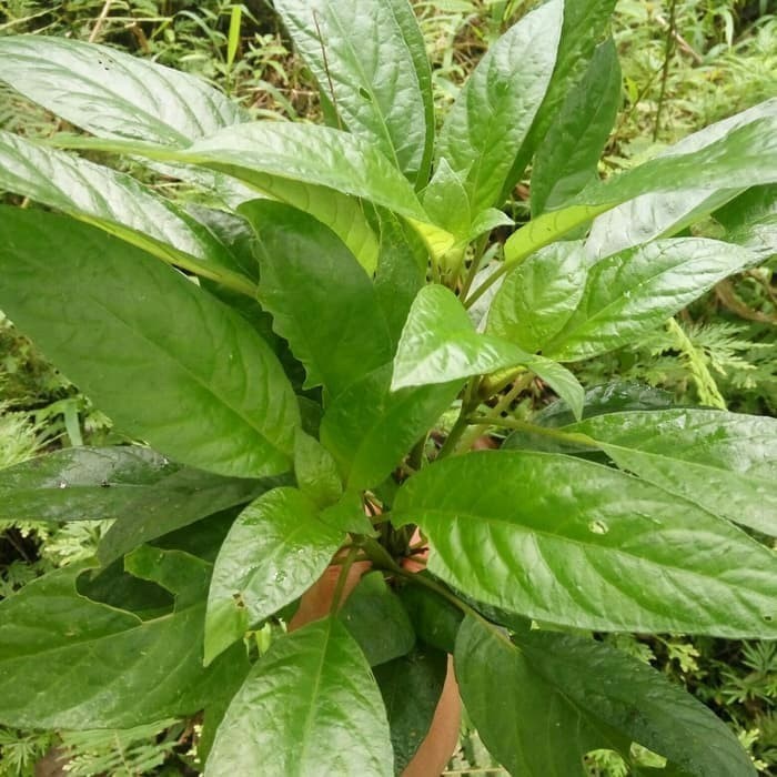 

Ready daun reundeu segar 1kg