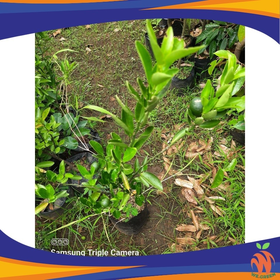 Bibit Jeruk Santang Madu Hijau Sudah BERBUAH