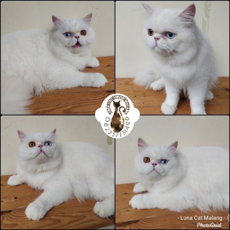 kucing persia peaknose odd eyes