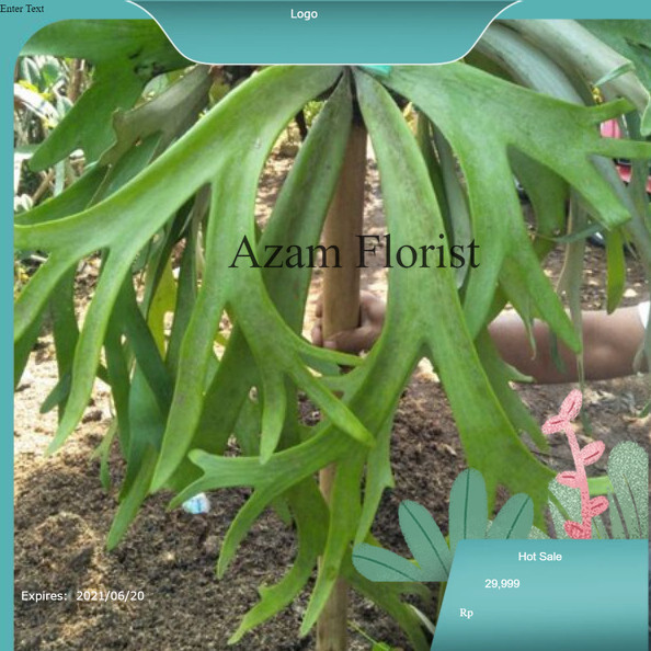 Tanaman Hias Tanduk Rusa, Tanduk Rusa