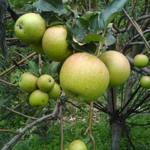 Bibit Apel Manalagi Asli / Bibit Apel Malang Unggul / Bibt Buah Buahan