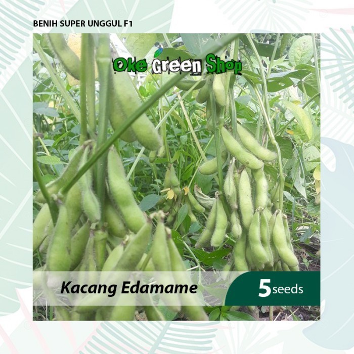 Benih Seribuan - 5 Biji Benih Bibit Kacang Edamame Unggul