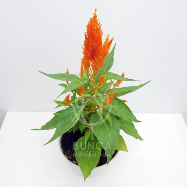 Tanaman Hias Celosia Orange tanaman hias hidup jengger ayam warna orange tanaman hias bunga celosia 