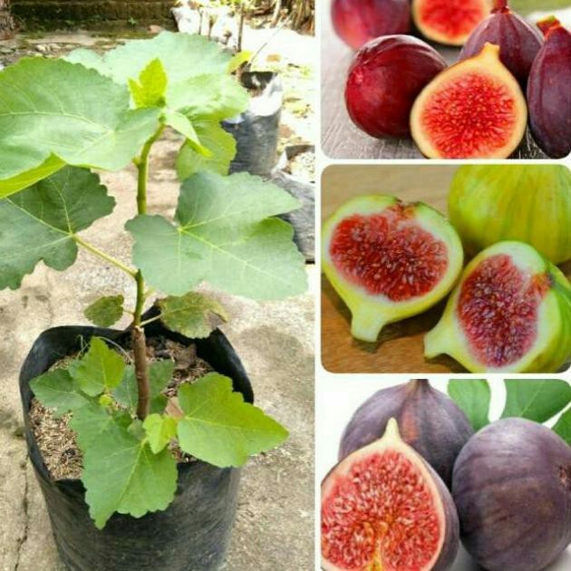 bibit buah tin merah