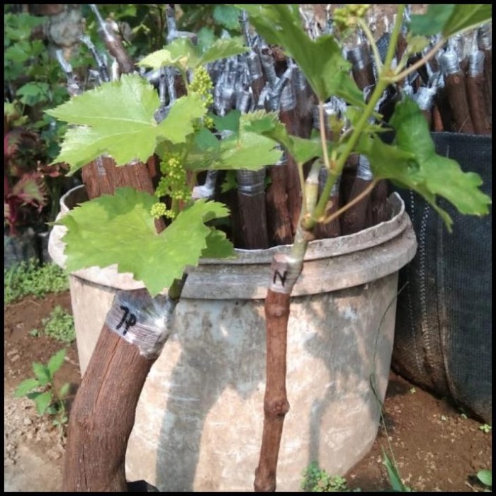 Terbaru Bibit Anggur Impor Jupiter Grafting Sudah Berbunga Best Seller