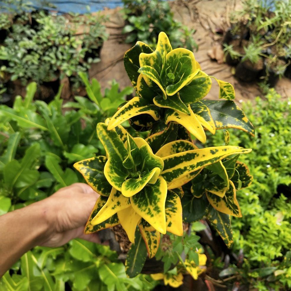 Tanaman hias puring kerupuk / puring kerupuk / tanaman puring