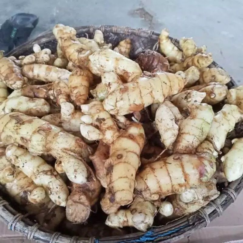 

KUNYIT PUTIH SEGAR 500gr