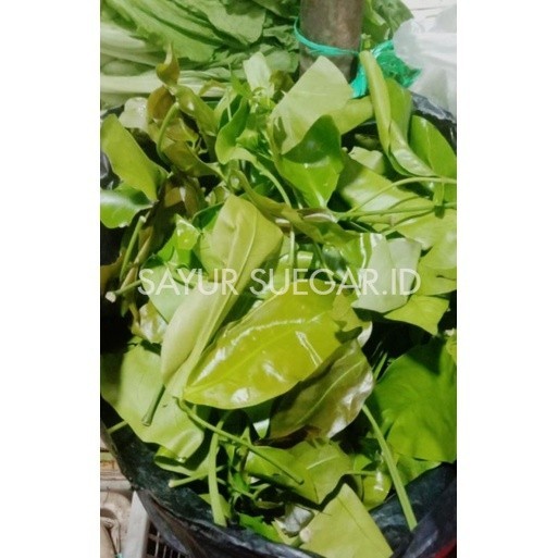 

Daun melinjo 100gr