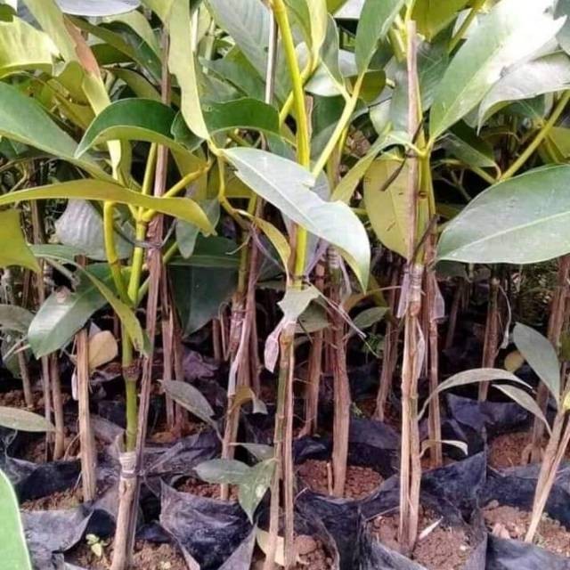 Bibit manggis okulasi