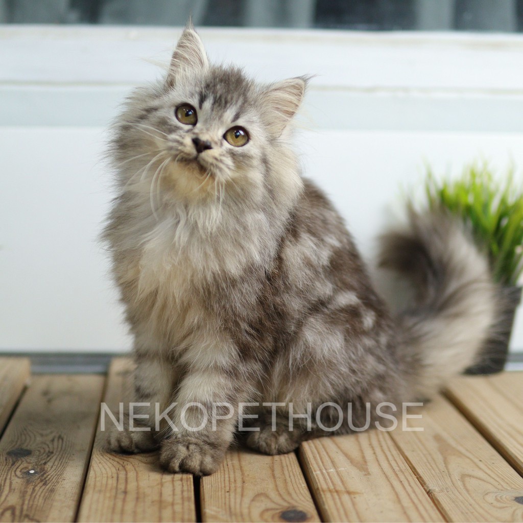 Kucing Kitten Persia Mix Maine coon 2. bulan