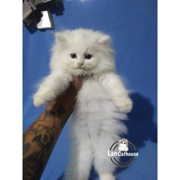 Promo diskon 65% kucing Persia