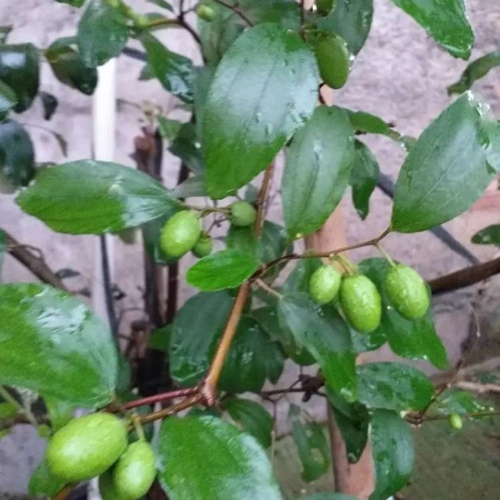 Bibit buah Apel Putsa sudah berbuah / berbunga