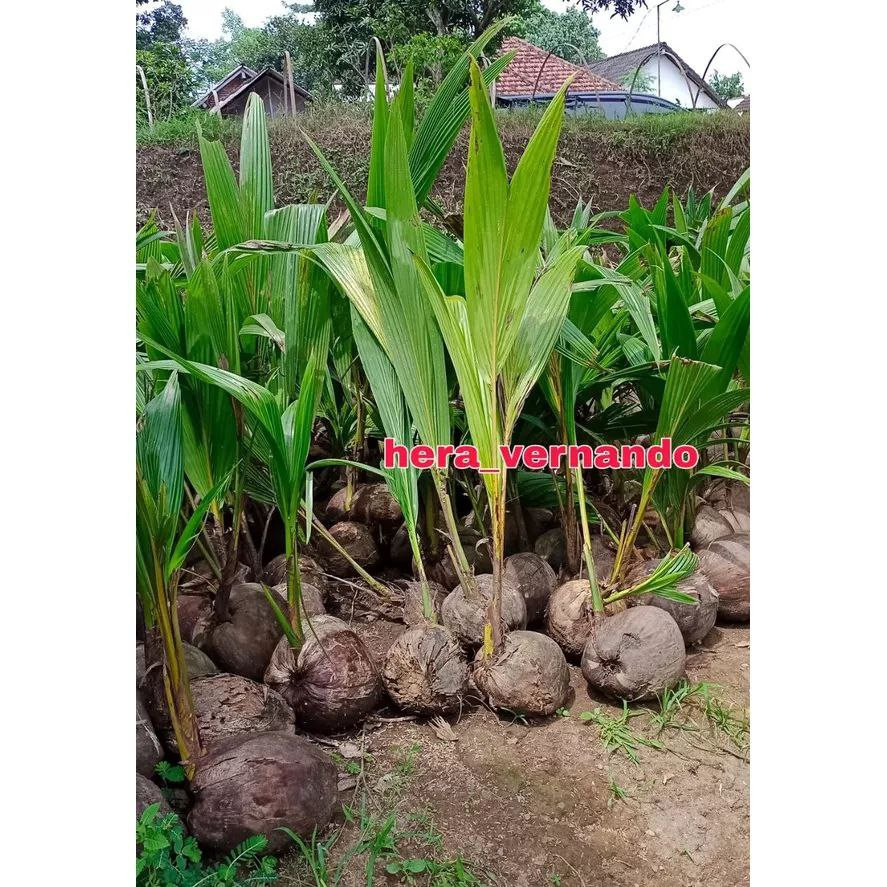 Bibit Kelapa Wulung Asli Super Unggul