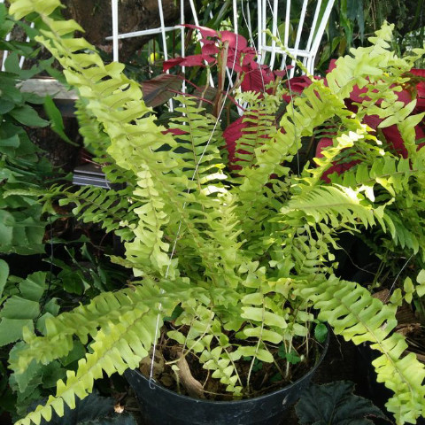 Tanaman Suplir Pakis / Pohon Suplir Pakis