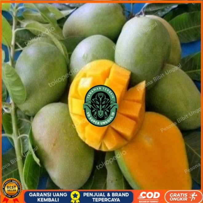 Bibit Mangga Harum Manis Probolinggo Tinggi 2 Meter Batang Besar Bibit Tanaman valid UD SUPER UNGGUL