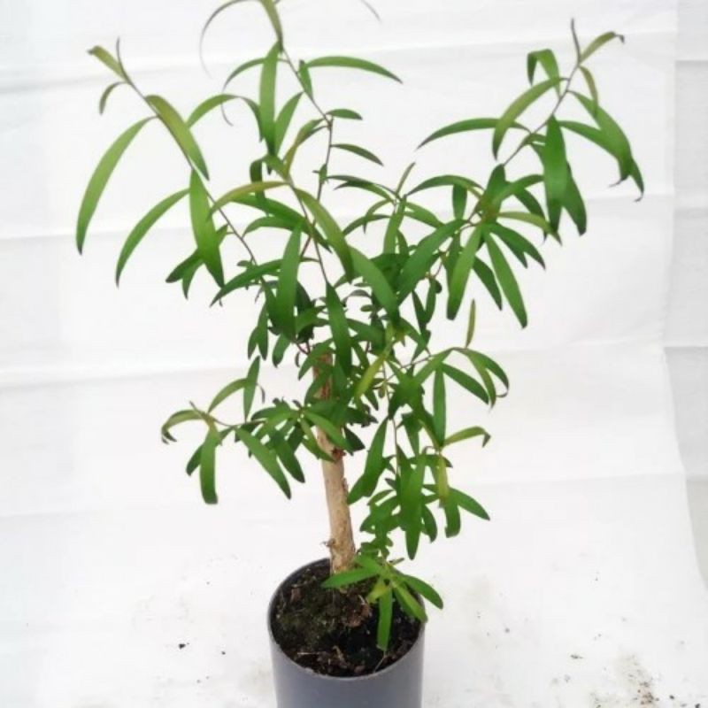 Bibit Tanaman Kayu Putih Eucalyptus-Bibit Kayu Putih-Bibit Pohon-Kayu Putih