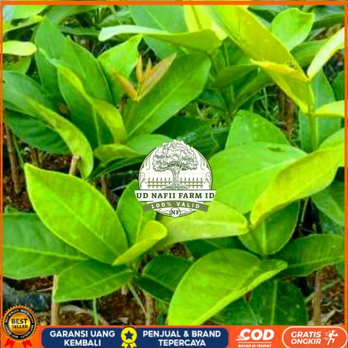 BIBIT TANAMAN BUAH JAMBU AIR CINCALO HIJAU MANIS ASLI Bibit Tanaman Super Unggul UD NAFII FARM ID