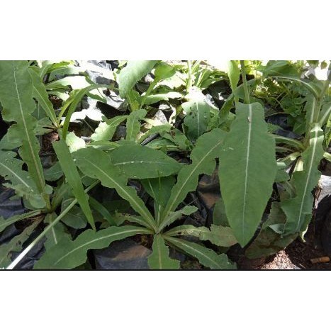 

REMPAH Daun Tempuyung Segar 250Gram Obat Herbal Camawakn Asli