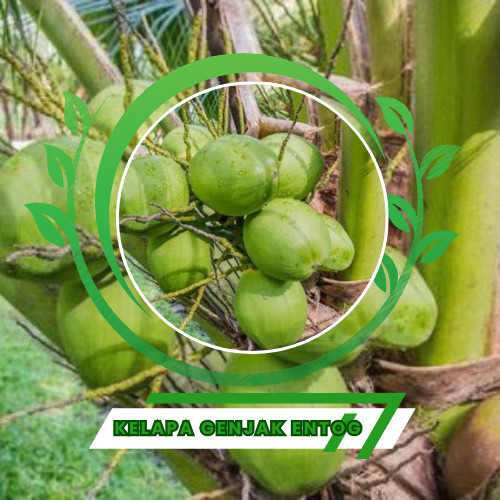 Bibit Kelapa Genjah Entok kelapa genjah entok siap tanam