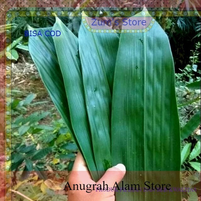 

bisa COD Daun Bambu Segar Pilihan herbal dan bungkus bacang segar