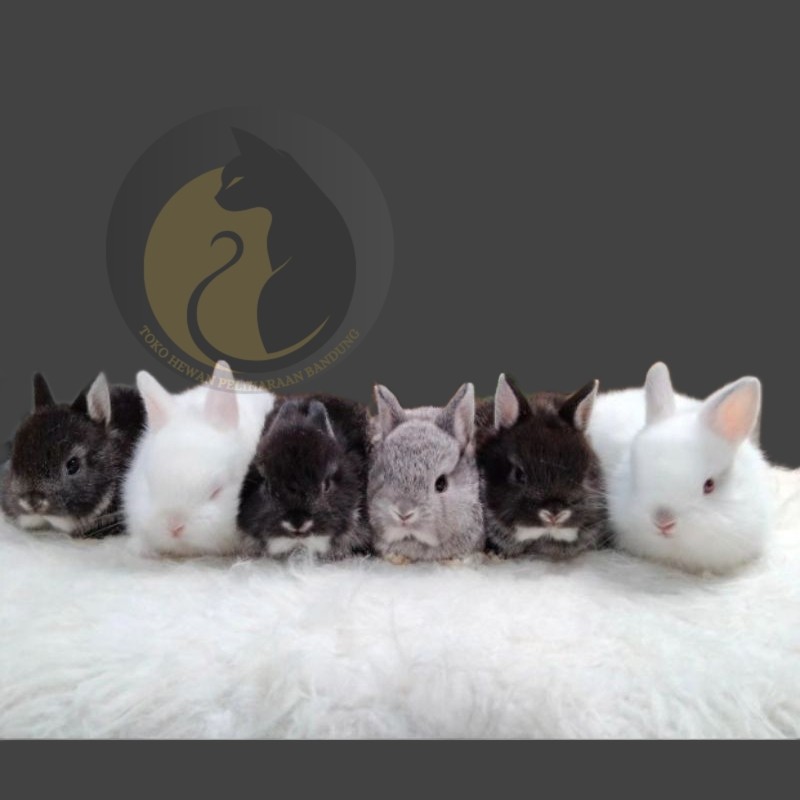 Kelinci Nederland Mini ND Kelinci Terkecil/Mini Di Dunia