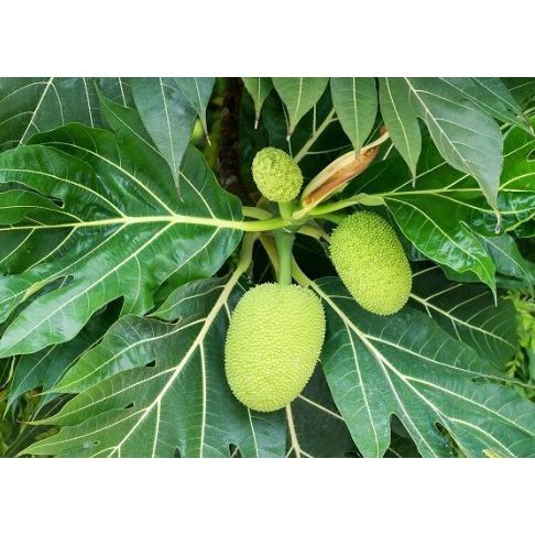 

REMPAH Daun Sukun Segar Baru Petik 500 Gram Asli