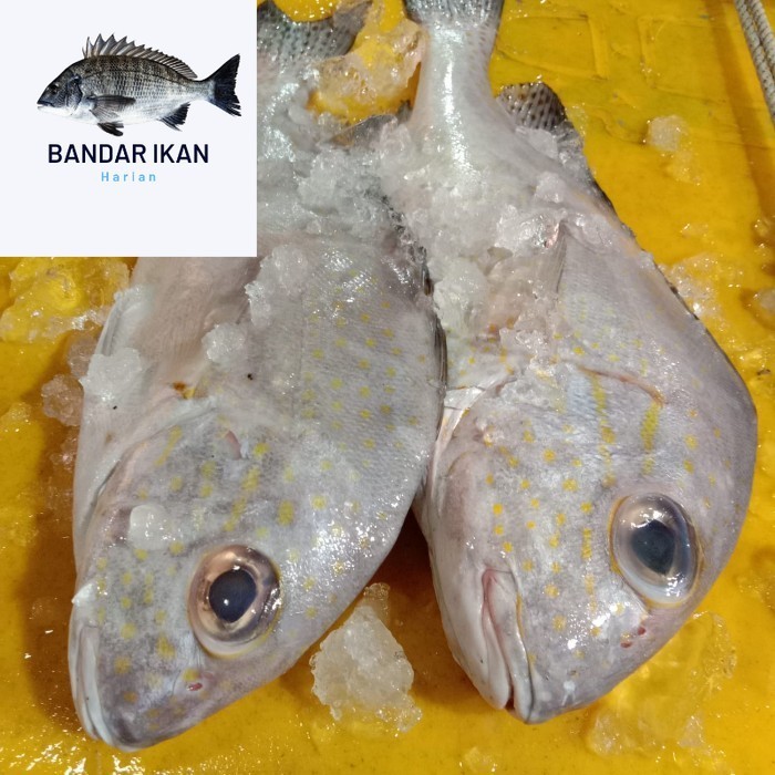 

Ikan Kaci Kaci Segar Fresh Dan Berkualitas