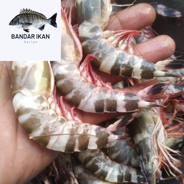 

Udang Loreng Segar Fresh Dan Berkualitas