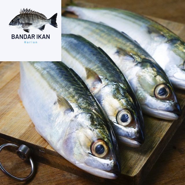 

Ikan Kembung Banjar Segar Fresh Dan Berkualitas