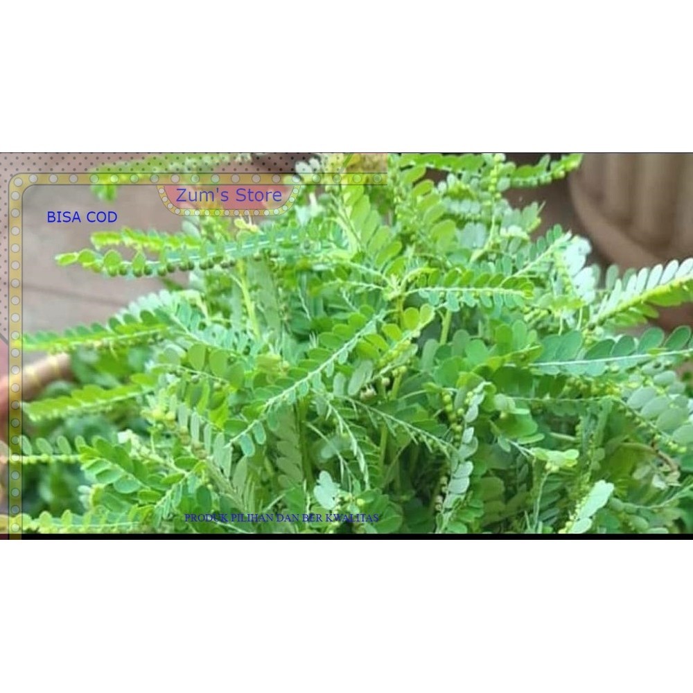 

Daun meniran - Daun dipetik dadakan daun herbal murah