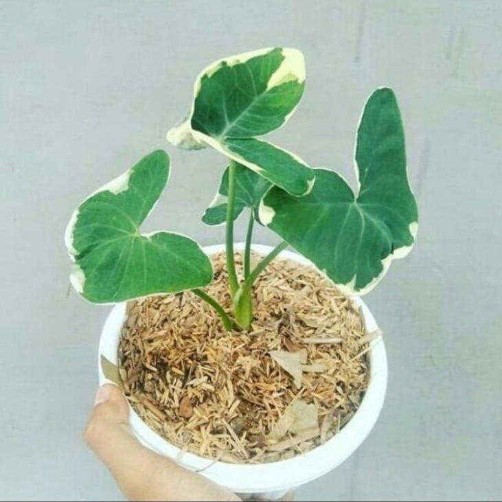 Tanaman Hias Keladi Kantong Semar Bibit & Dewasa / Bunga Hias Caladium Kantung Semar / Tanaman Hidup