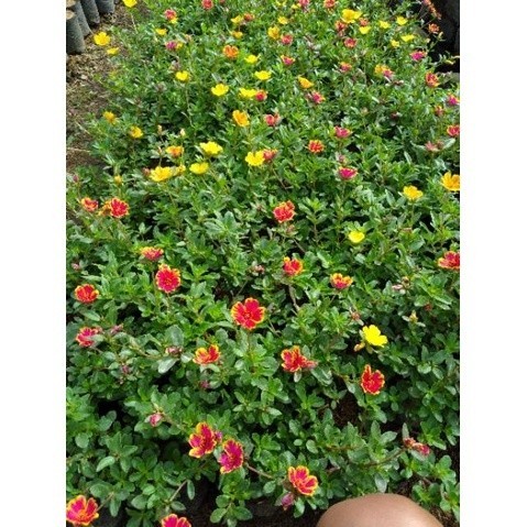 Tanaman Hias Gantung Krokot sembur mix (2 warna) - BAKUL KEMBANG