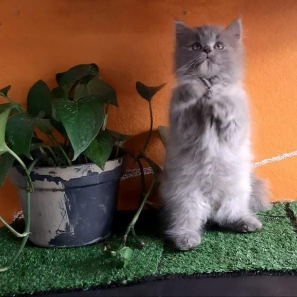 Promo diskon 65% anak kucing persia medium abu / cat