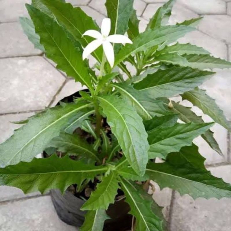 

Daun kitolod gorejag segar tanaman herbal 500 gram