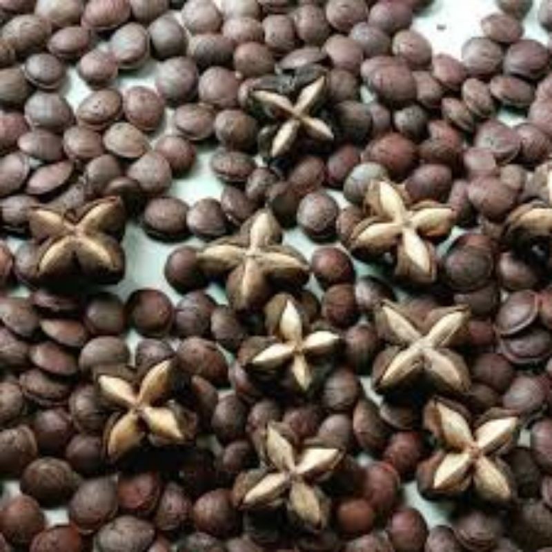 

BIBIT BENIH KACANG SACHA INCI / KACANG BINTANG / 100 GRAM
