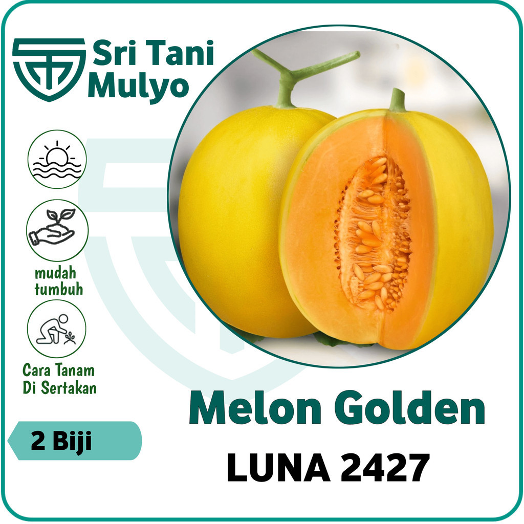 2 Biji - Benih Buah Melon Kuning LUNA F1 Known You Seed - Bibit Tanaman Buah Buahan Melon Golden