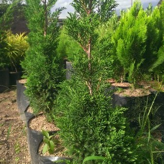 Bibit Tanaman Cemara Wangi - Cemara Renthes pohon Natal - Tanaman hias