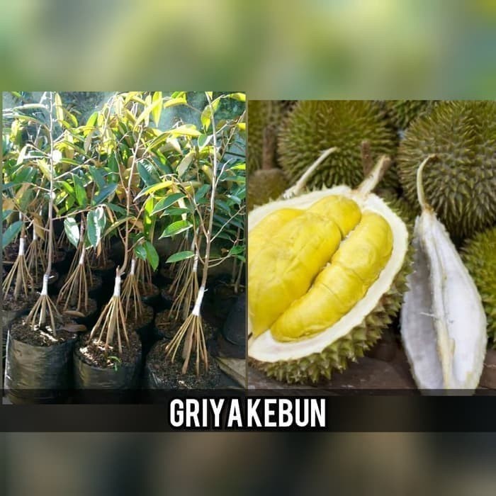 NEW bibit durian montong kaki 10 super