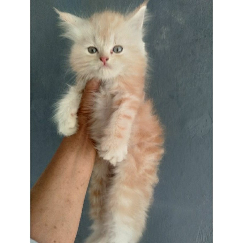 Anak kucing anggora jantan/kitten Persia jantan/kucing Persia jantan/kucing anggora jantan/anak kucing anggora murah