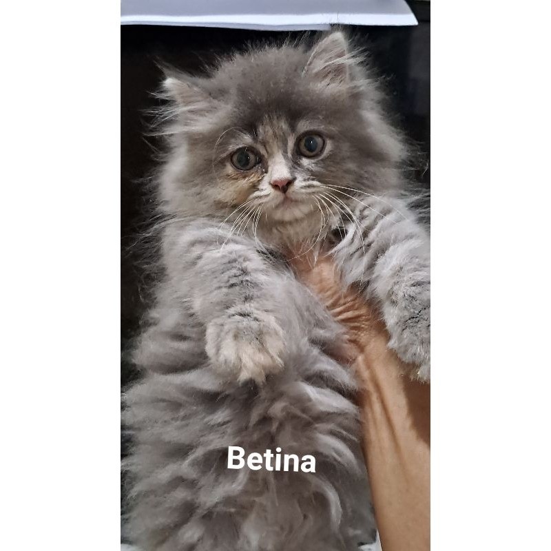 Anak kucing Persia betina/ kitten persia flatnose  betina/kucing persia betina
