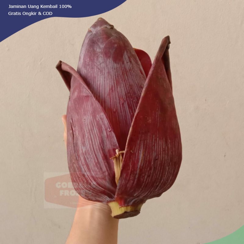 

Jantung Pisang