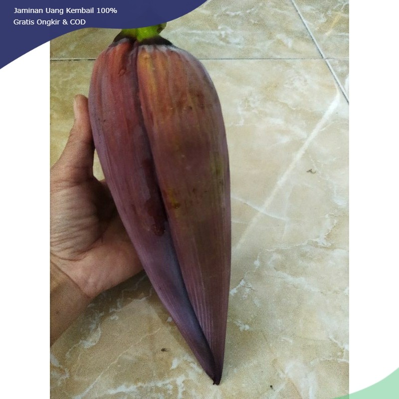 

jantung pisang segar berat +- 500ml